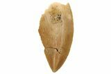 Serrated, Raptor Tooth - Real Dinosaur Tooth #230853-1